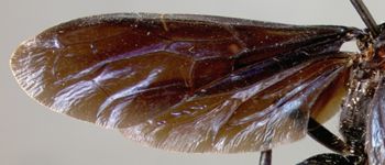Media type: image;   Entomology 16337 Aspect: wing